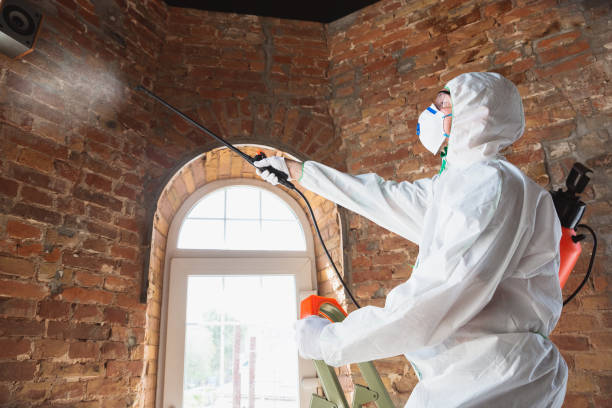 Professional Mold Removal & Remediation in Willard, MO